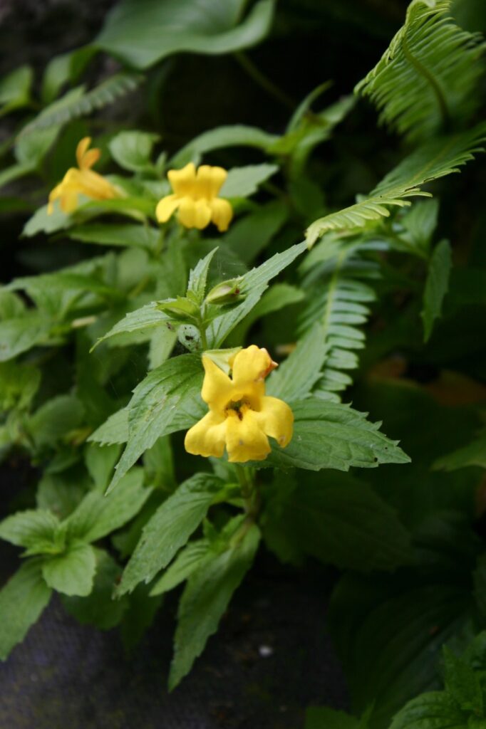 Erythranthe (Mimulus) dentata - coastal monkeyflower