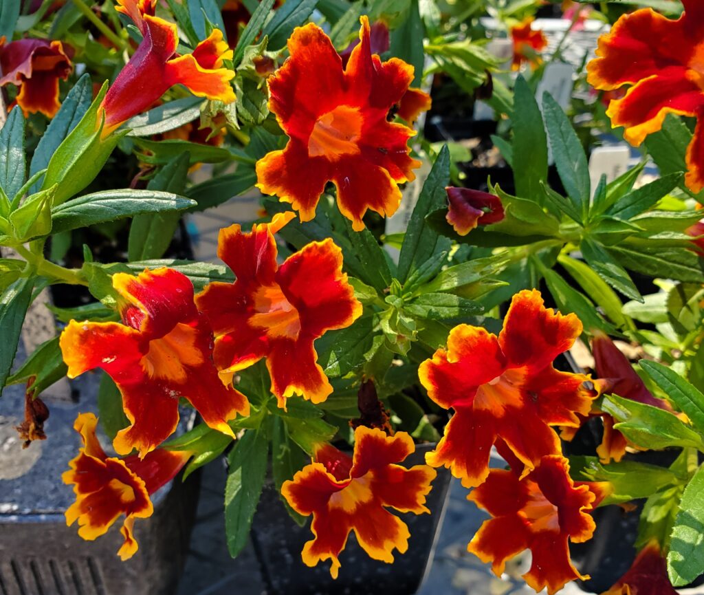Diplacus (Mimulus) 'Fiesta Marigold' - monkeyflower