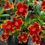 Diplacus (Mimulus) 'Fiesta Marigold' - monkeyflower