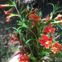 Diplacus (Mimulus) aurantiacus ‘Freezeout Creek’