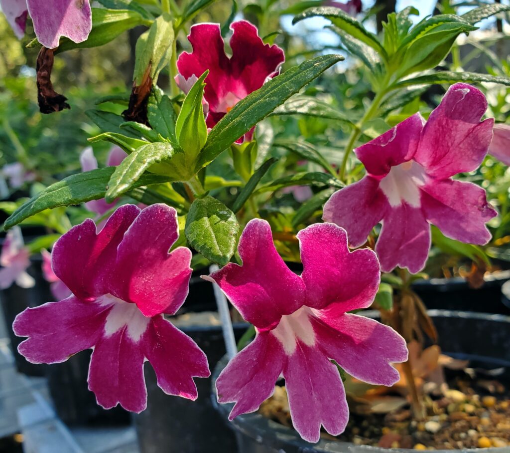 Diplacus (Mimulus) 'Grape' - monkeyflower