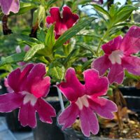 Diplacus (Mimulus) ‘Grape’