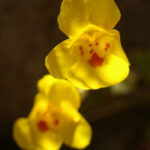 Erythranthe (Mimulus) guttata - common monkeyflower