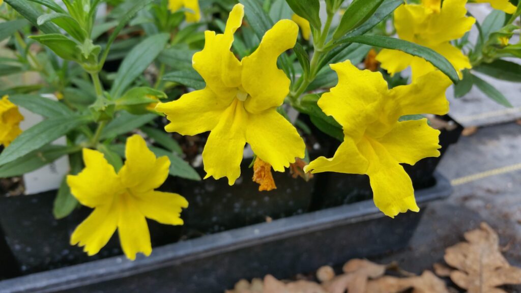 Diplacus (Mimulus) 'Jelly Bean Lemon' - monkeyflower