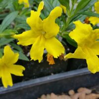 Diplacus (Mimulus) ‘Jelly Bean Lemon’