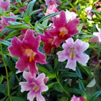 Diplacus (Mimulus) ‘Jelly Bean Dark Pink’