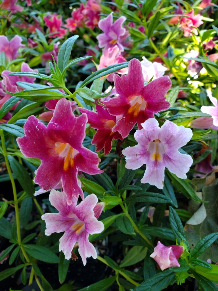 Diplacus (Mimulus) 'Jelly Bean Dark Pink' - monkeyflower