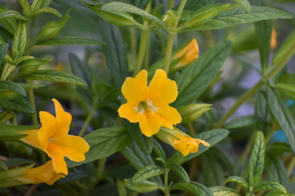 Diplacus (Mimulus) 'Jelly Bean Gold' - monkeyflower