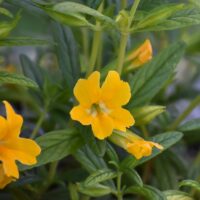 Diplacus (Mimulus) ‘Jelly Bean Gold’