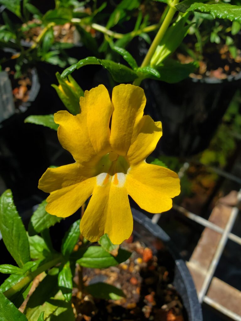 Diplacus (Mimulus) 'Lizard Gold' - monkeyflower