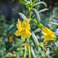Diplacus (Mimulus) calycinus