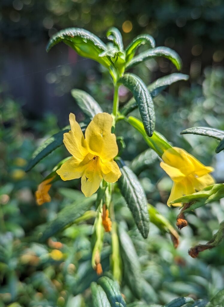 Diplacus (Mimulus) calycinus - rock bush monkeyflower