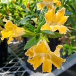 Diplacus (Mimulus) 'Pamela' - monkeyflower