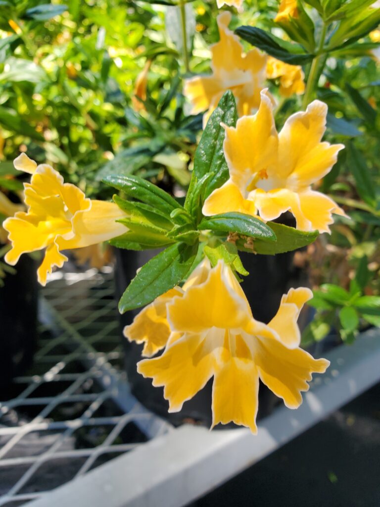 Diplacus (Mimulus) 'Pamela' - monkeyflower