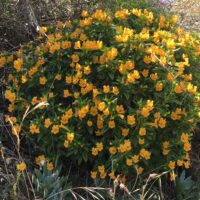 Diplacus (Mimulus) aurantiacus ‘Russian Gulch’