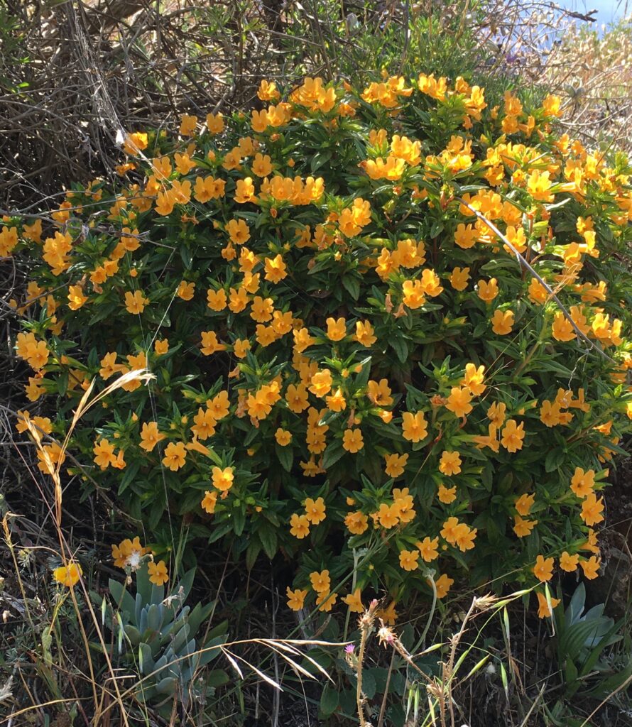Diplacus (Mimulus) aurantiacus 'Russian Gulch' - compact sticky monkeyflower