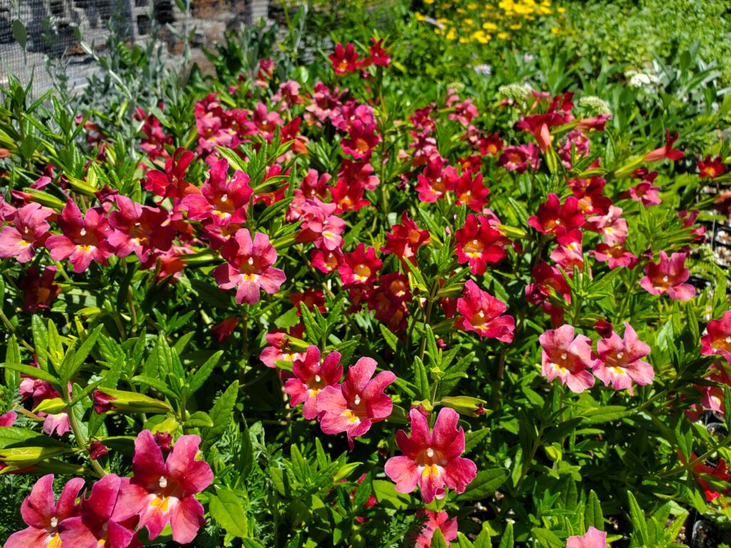 Diplacus (Mimulus) 'Trish' - monkeyflower