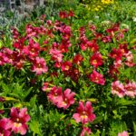 Diplacus (Mimulus) 'Trish' - monkeyflower