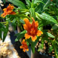 Diplacus (Mimulus) ‘U.C. Hybrid’