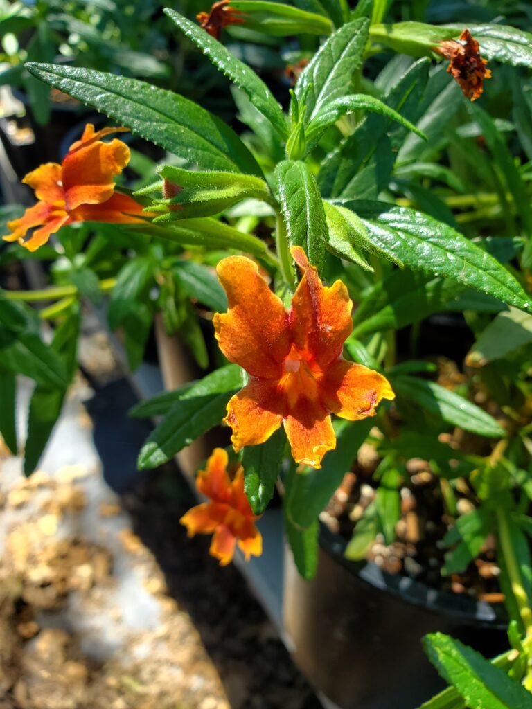 Diplacus (Mimulus) 'U.C. Hybrid' - monkeyflower