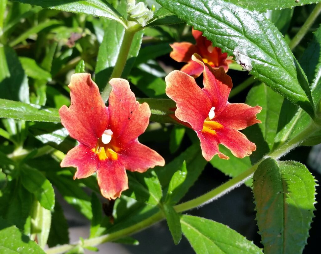 Diplacus (Mimulus) 'U.C. Hybrid' - monkeyflower