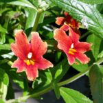 Diplacus (Mimulus) 'U.C. Hybrid' - monkeyflower