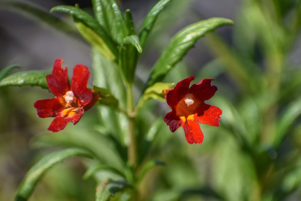 Diplacus (Mimulus) 'Vibrant Red' - monkeyflower