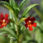 Diplacus (Mimulus) 'Vibrant Red' - monkeyflower