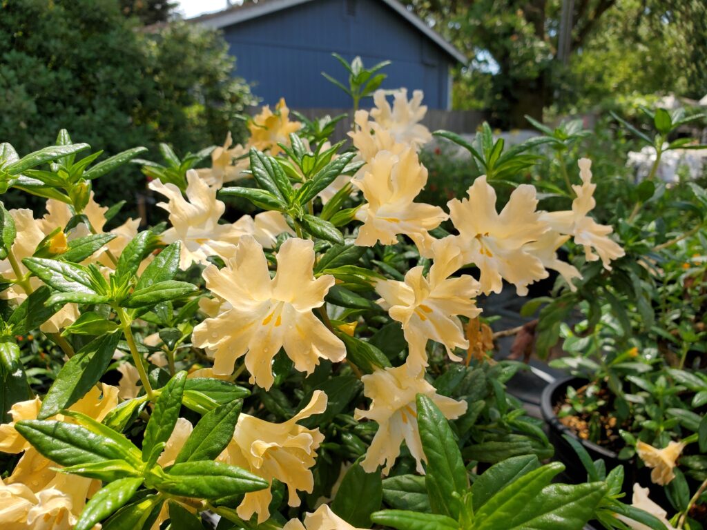 Diplacus (Mimulus) 'Willits Apricot' - monkeyflower