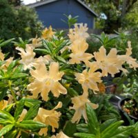 Diplacus (Mimulus) ‘Willits Apricot’