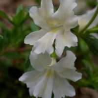Diplacus (Mimulus) ‘Phil’s White’