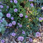 Monardella villosa ssp. franciscana 'Russian River' - coyote mint