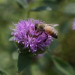 Monardella villosa ssp. franciscana 'Russian River' - coyote mint