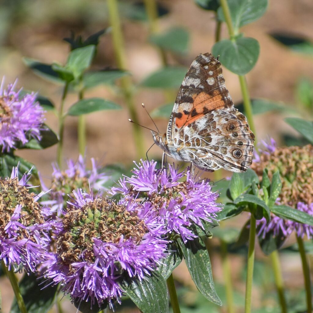 Monardella villosa ssp. franciscana 'Russian River' - coyote mint