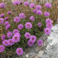Monardella purpurea