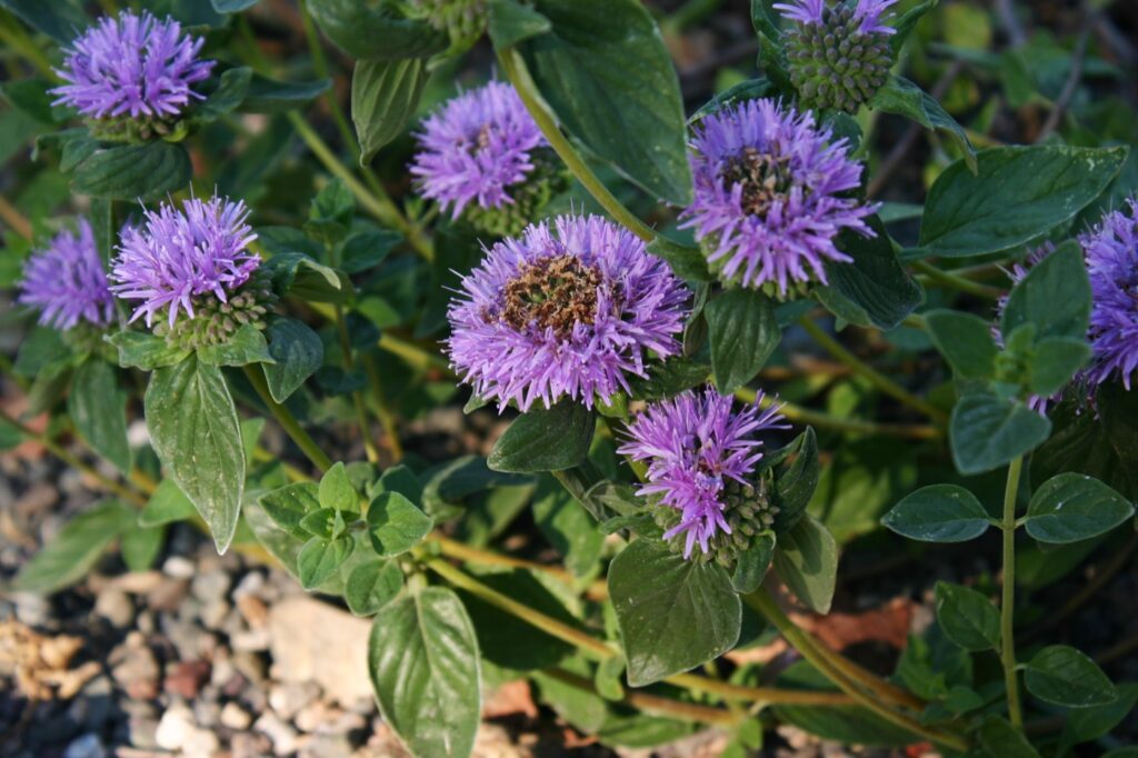 Monardella villosa ssp. franciscana 'Russian River' - coyote mint