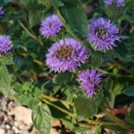 Monardella villosa ssp. franciscana 'Russian River' - coyote mint