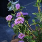 Monardella villosa ssp. franciscana 'Russian River' - coyote mint