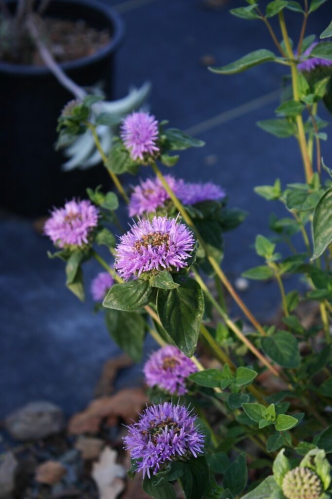 Monardella villosa ssp. franciscana 'Russian River' - coyote mint