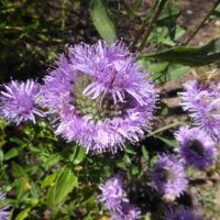 Monardella viridis - green coyote mint