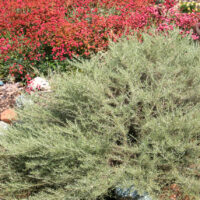 Artemisia californica ‘Montara’