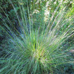 Muhlenbergia rigens - deer grass