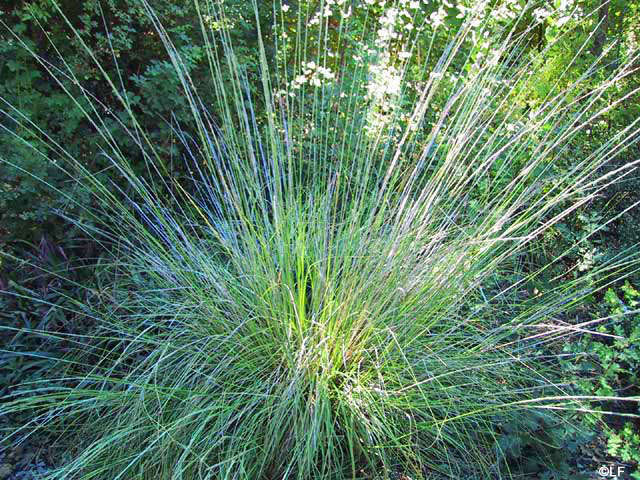 Muhlenbergia rigens - deer grass