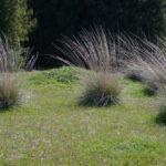 Muhlenbergia rigens - deer grass
