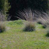 Muhlenbergia rigens