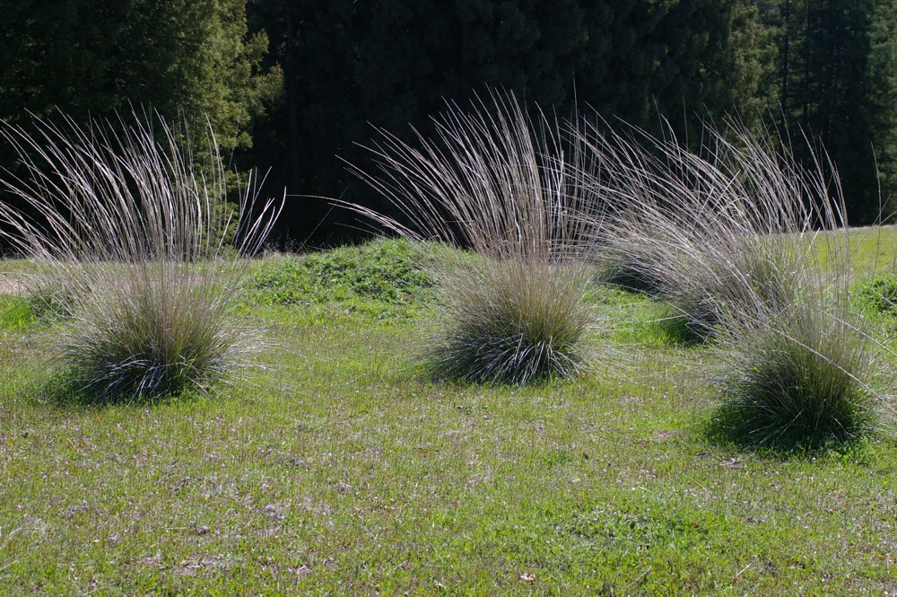 Muhlenbergia rigens - deer grass