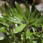 Myrica (Morella) californica - Pacific wax myrtle