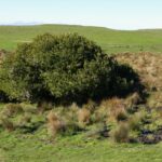 Myrica (Morella) californica - Pacific wax myrtle