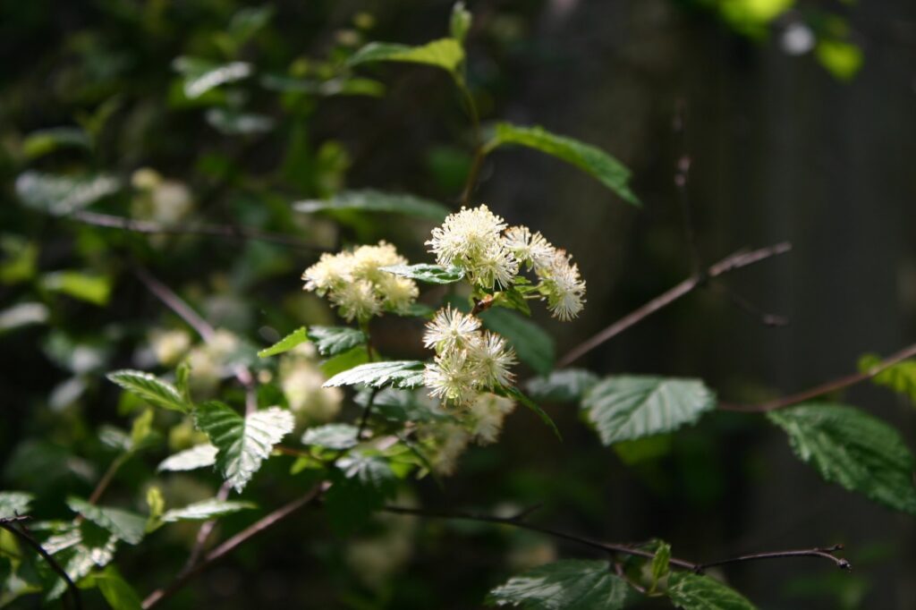 Neviusia cliftonii - Shasta snow-wreath