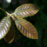 Notholithocarpus densiflorus var. densiflorus - tanoak
